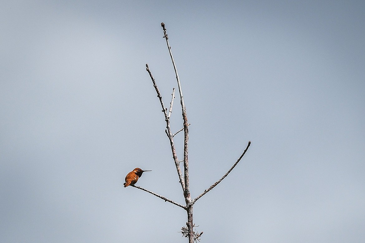 A rufous hummingbird pauses on a tree along the Ptarmigan Trail in Many Glacier on Sunday, June 18. (Casey Kreider/Daily Inter Lake)