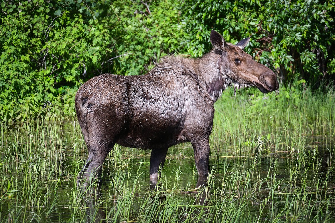 A moose grazes in a marsh along Highway 89 near Browning on the return from Many Glacier on Sunday, June 18. (Casey Kreider/Daily Inter Lake)