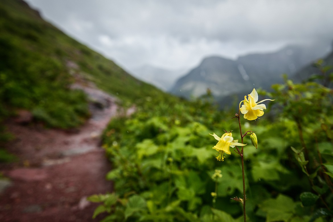 Yellow columbine along the Ptarmigan Trail, among many other wildflowers blooming in Many Glacier on Sunday, June 18. (Casey Kreider/Daily Inter Lake)