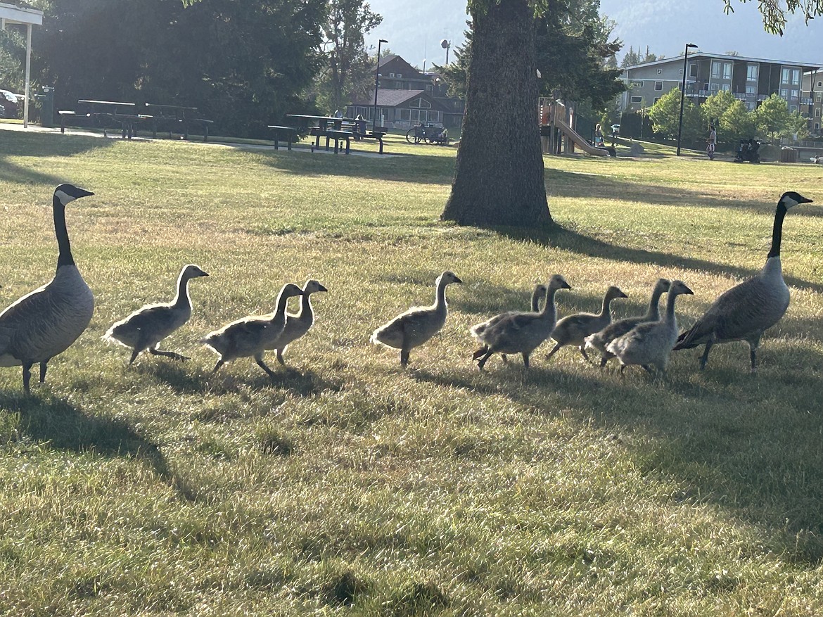 Canada geese and goslings are pictured at Sandpoint City Beach earlier this month in a photo shared with the Daily Bee.