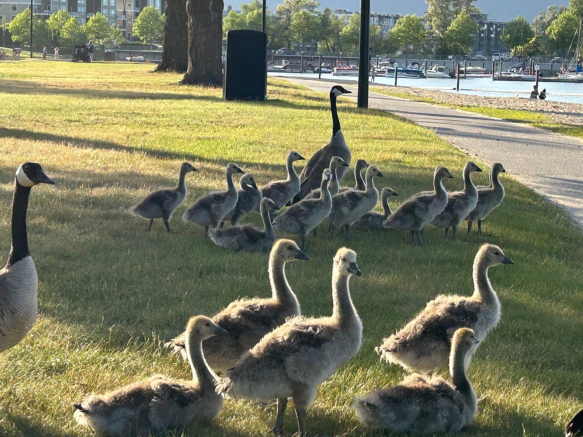 Canada geese and goslings are pictured at Sandpoint City Beach earlier this month in a photo shared with the Daily Bee.