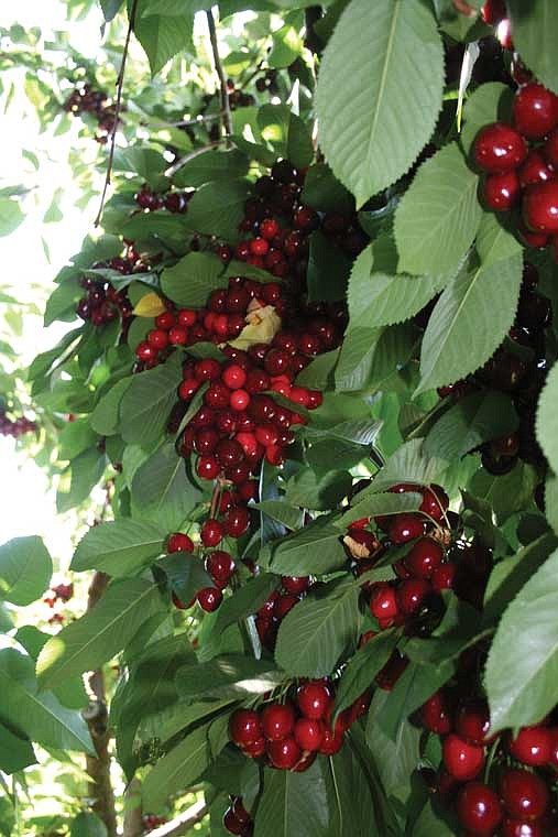 After a couple of rough years, the 2023 cherry harvest is on track to be one of the largest in recent years, according to the Washington State Tree Fruit Association.