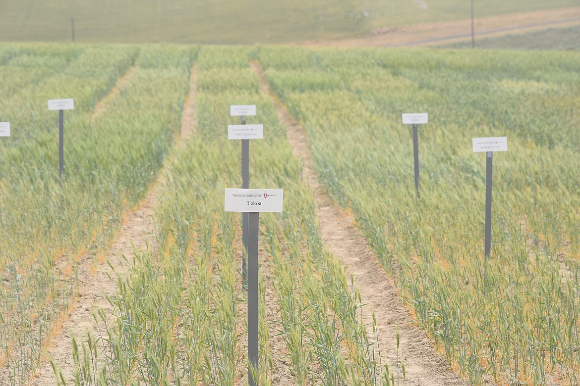 These thin, scraggly test plots of spring wheat at WSU’s Lind Dryland Research Station are likely to yield only around seven bushels per acre, according to WSU researcher Mike Pumphrey.