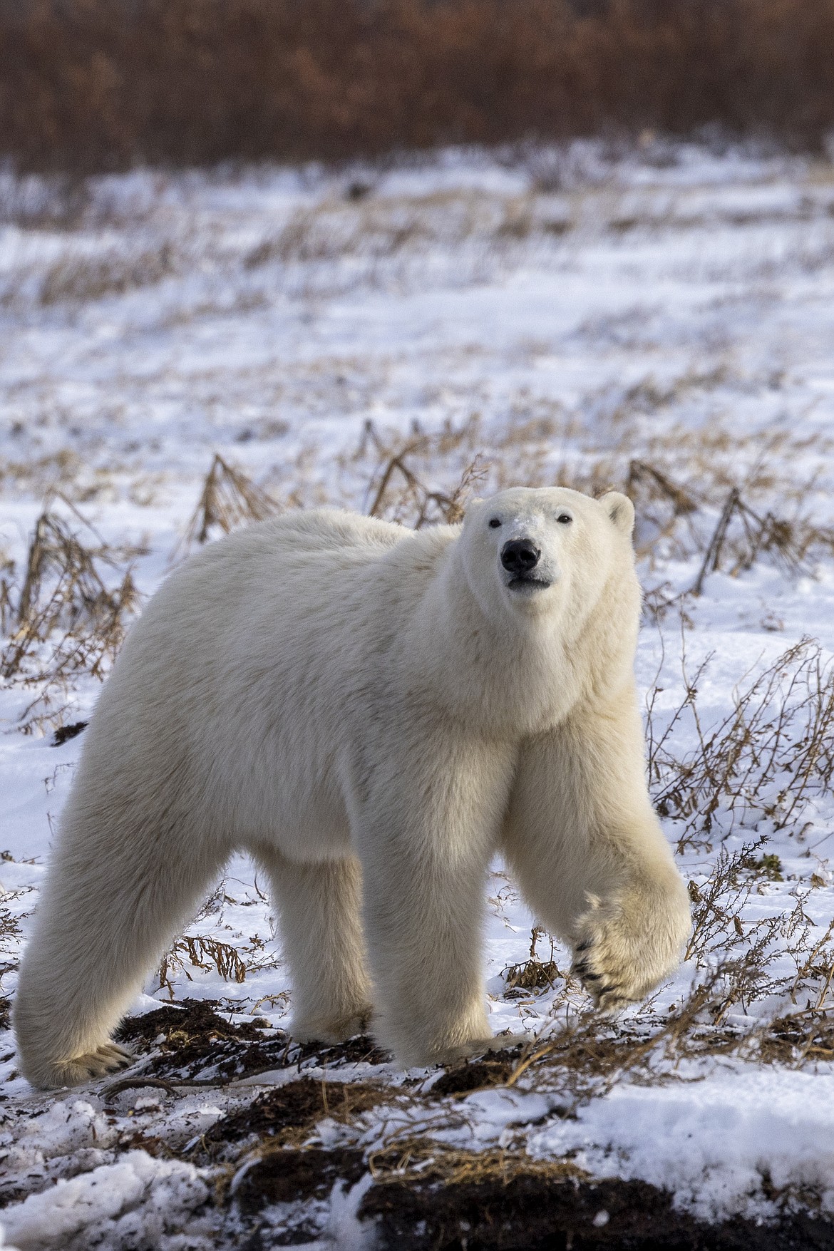 A polar bear on the move at Hudson Bay.