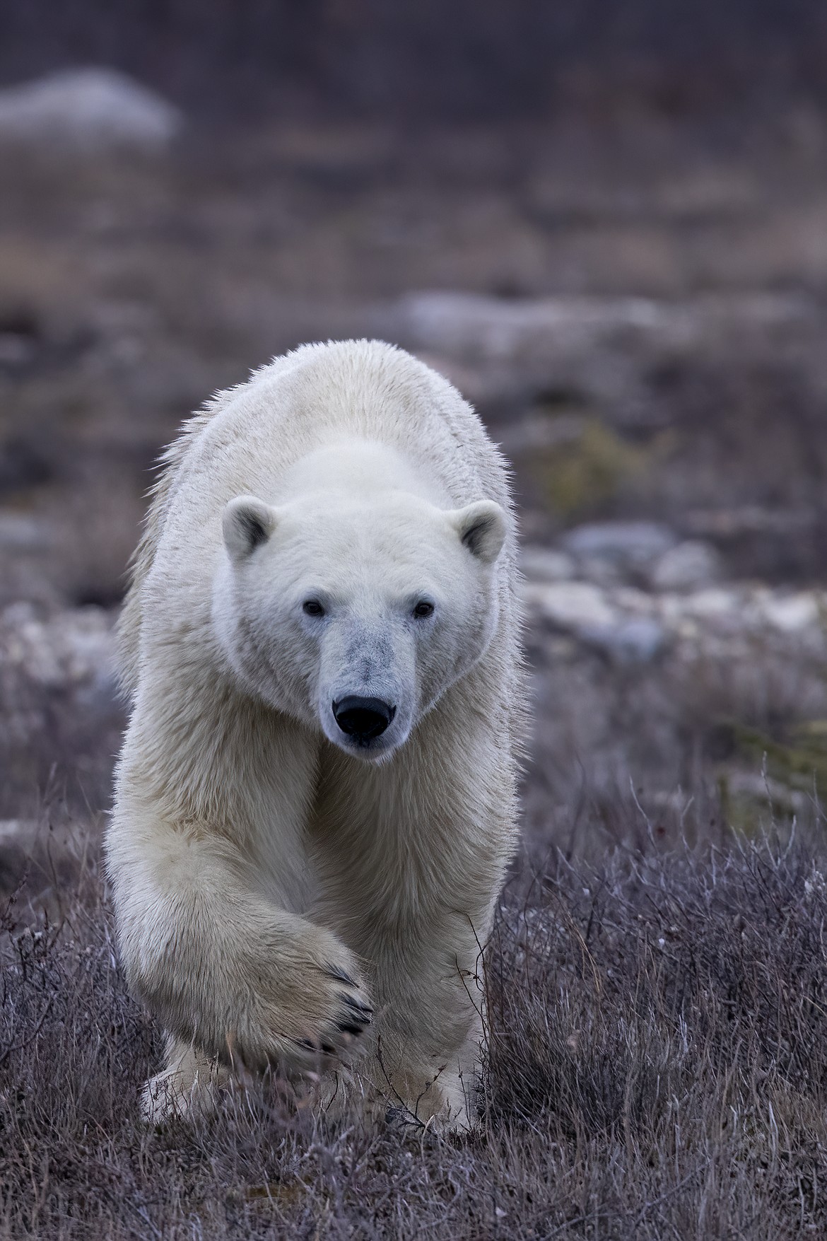 A polar bear walks toward a photographer at Hudson Bay in Canada.