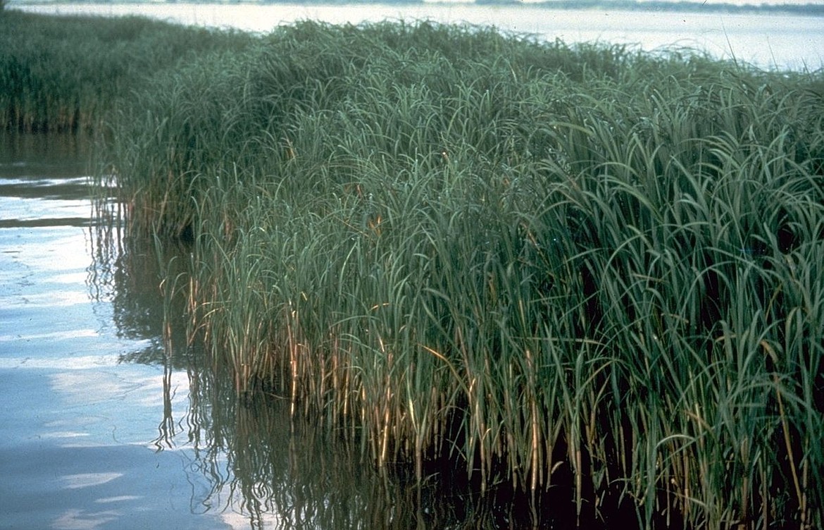 Spartina alterniflora - also known as smooth cordgrass - is a noxious weed native to the Atlantic and Gulf coasts of North America. Since the plant is non-native to Washington, it can destroy fish habitat and be a nuisance for waterfowl and other marine life, according to the Washington Noxious Weed Control Board.