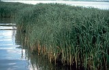 Wash. Ag department continues fight against invasive Spartina
