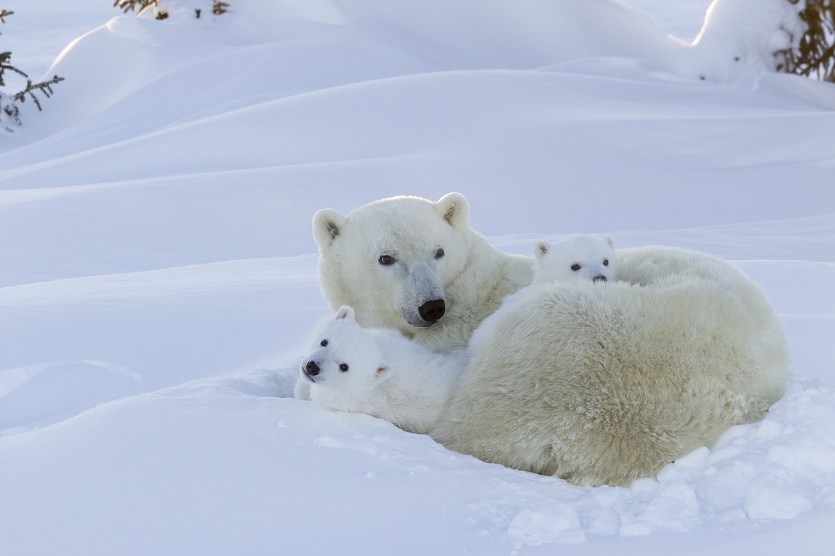 A polar bear and her cubs rest at Hudson Bay in Canada.