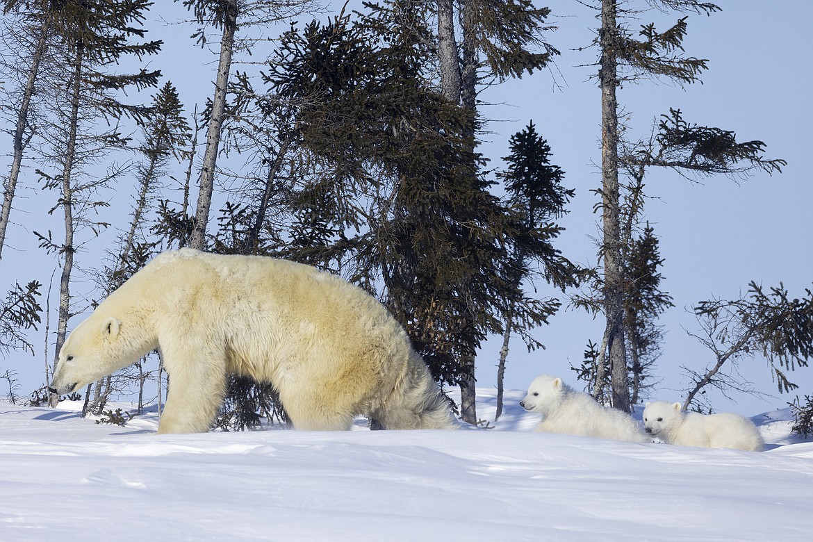 A polar bear and her cubs make their way through the snow near Hudson Bay in Canada.