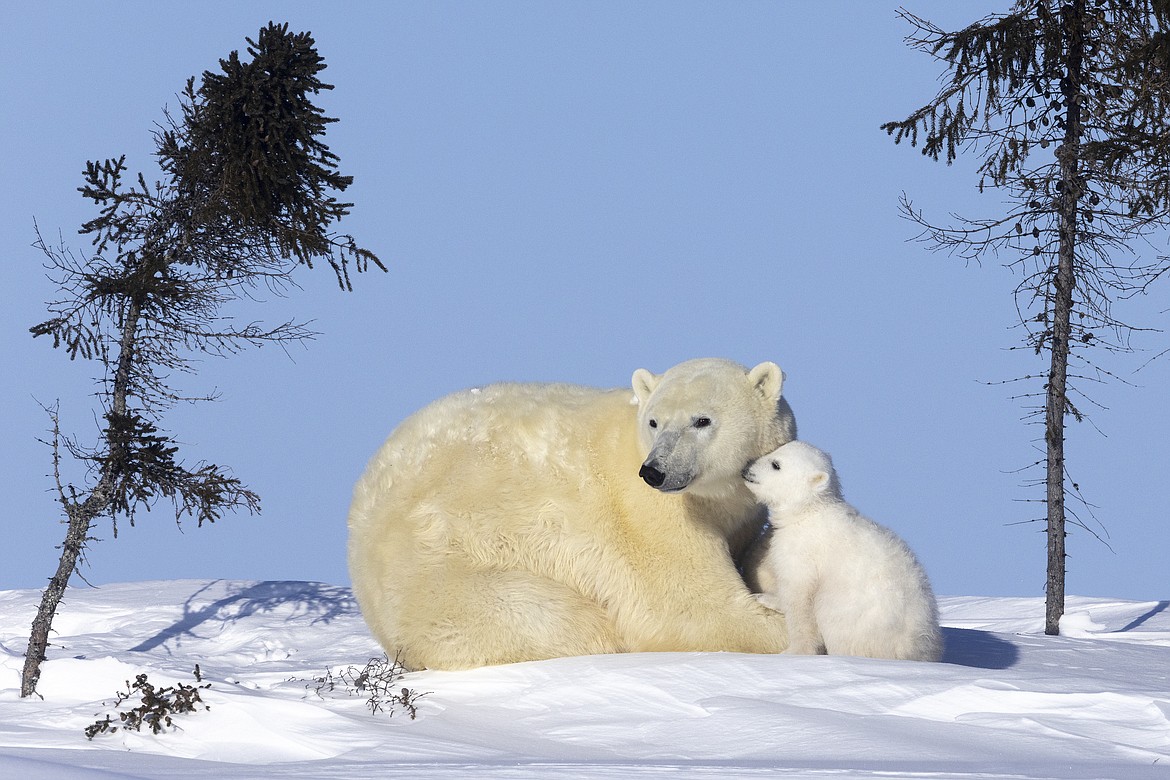 A cub cozies up to its mom at Hudson Bay, Canada.