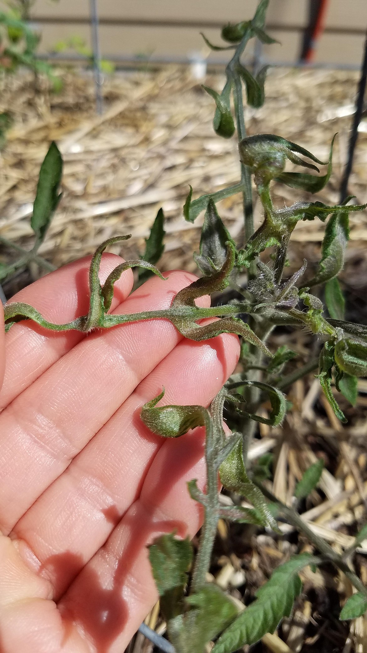 Broadleaf herbicides can make their way into garden compost or manure and cause severe deformities or even plant death. This tomato plant leaf stem shows signs of herbicide damage with its deformed, elongated leaves and stems.