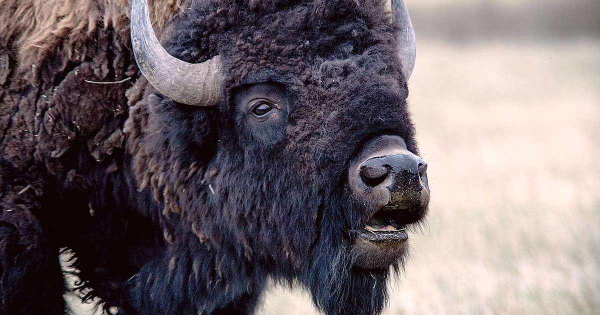 Glacier endorses bison release | Hungry Horse News