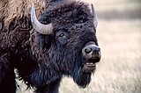 Glacier endorses bison release