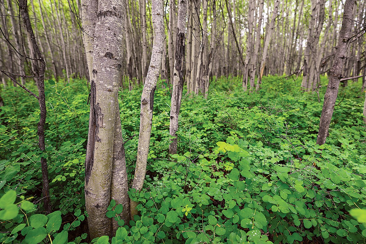 An aspen thicket, 35 years after the Red Bench fire. (Chris Peterson photo)