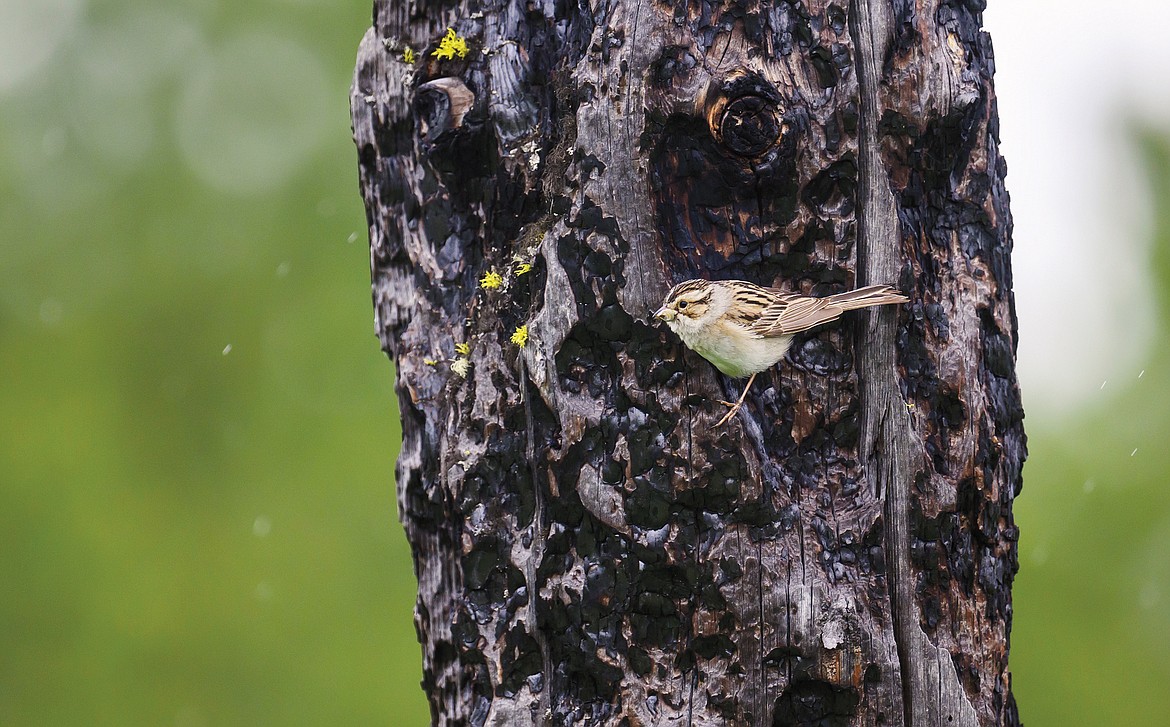 A grasshopper sparrow on a blackened stump — a remnant of the Red Bench Fire of 35 years ago. (Chris Peterson photo)