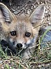 What does the fox say?