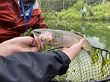Trout stocking taking place through September