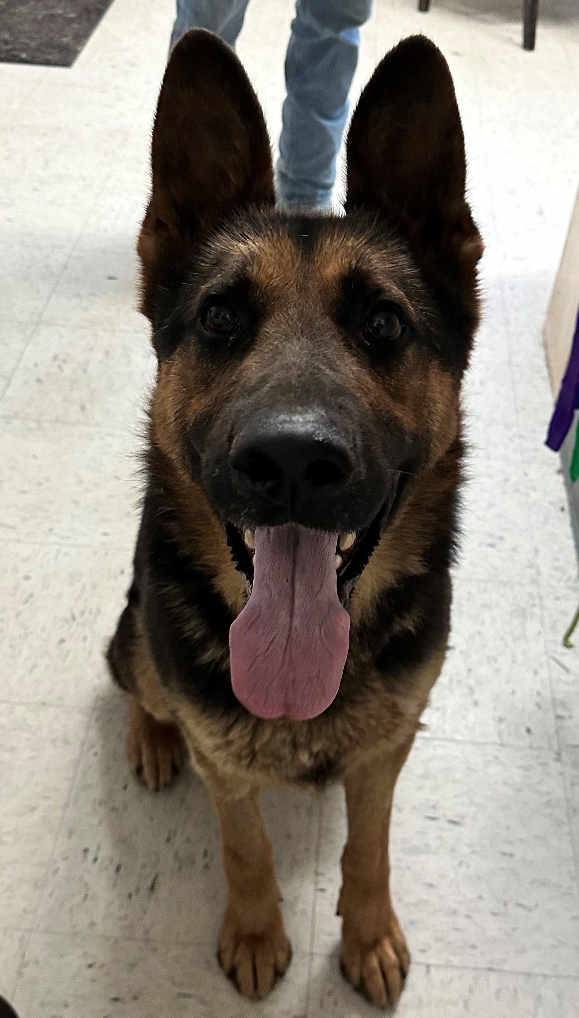 Loki is among the dogs available for adoption from Grant County Animal Outreach. Grant County Commissioners will commission a study to look at animal control options.