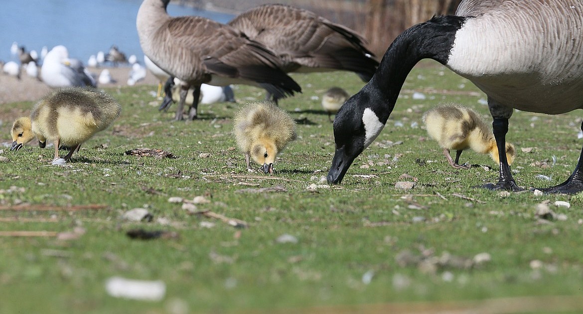 Cd'A: No plans to kill Canada geese - Vimarsana News