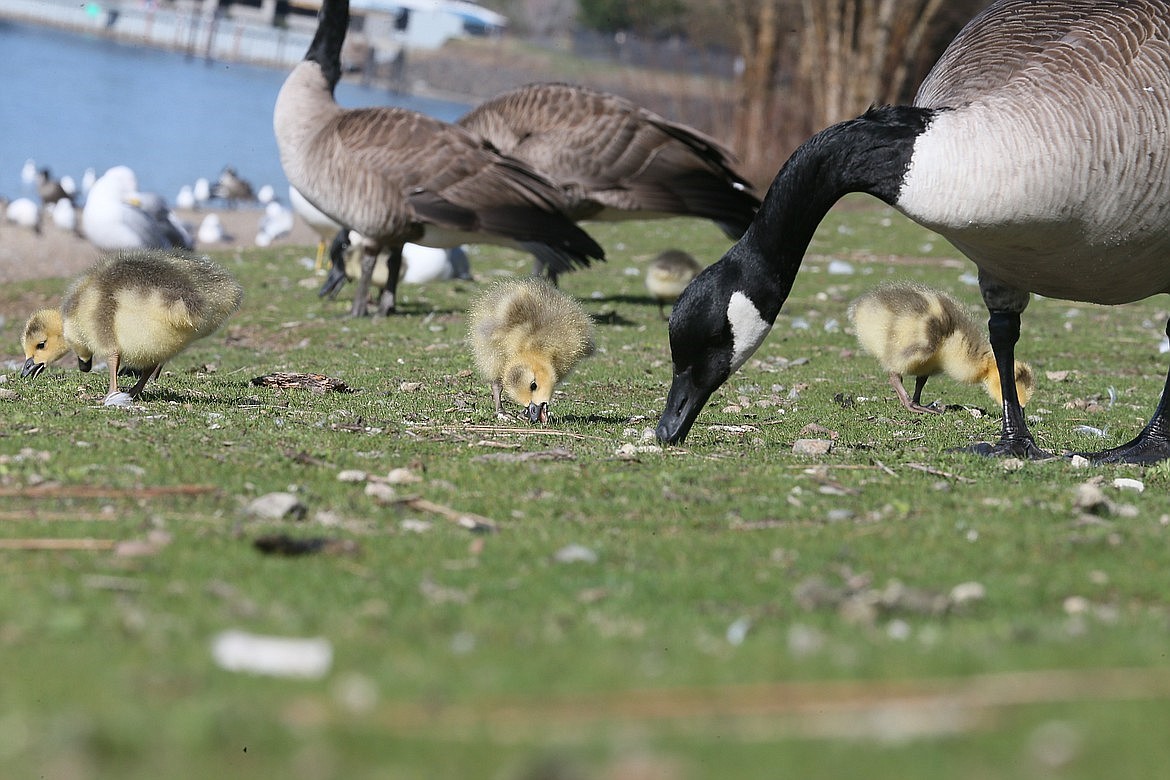 A mama Canada goose and her goslings enjoy a late afternoon snack on the beach by North Idaho College in this file photo.
