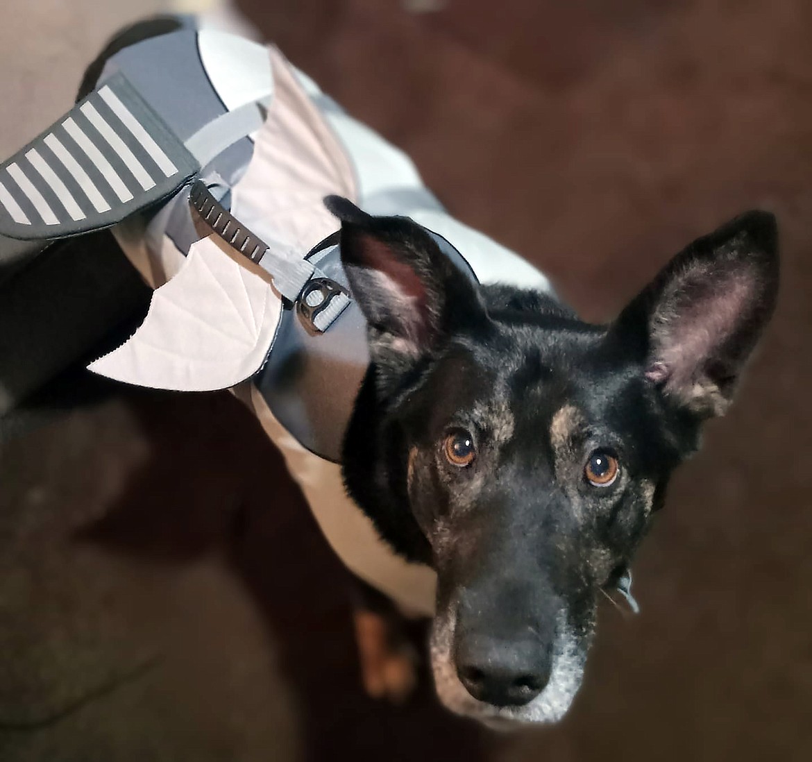 "Our dog Foxy trying out her new life vest … preparing for summer," wrote Nicole Garcia in sharing this Best Shot. "'BABY SHARK … do, do." If you have a photo that you took that you would like to see run as a Best Shot or I Took The Bee send it to the Bonner County Daily Bee, P.O. Box 159, Sandpoint, Idaho, 83864; or drop them off at 310 Church St., Sandpoint. You may also email your pictures to the Bonner County Daily Bee along with your name, caption information, hometown, and phone number to news@bonnercountydailybee.com.