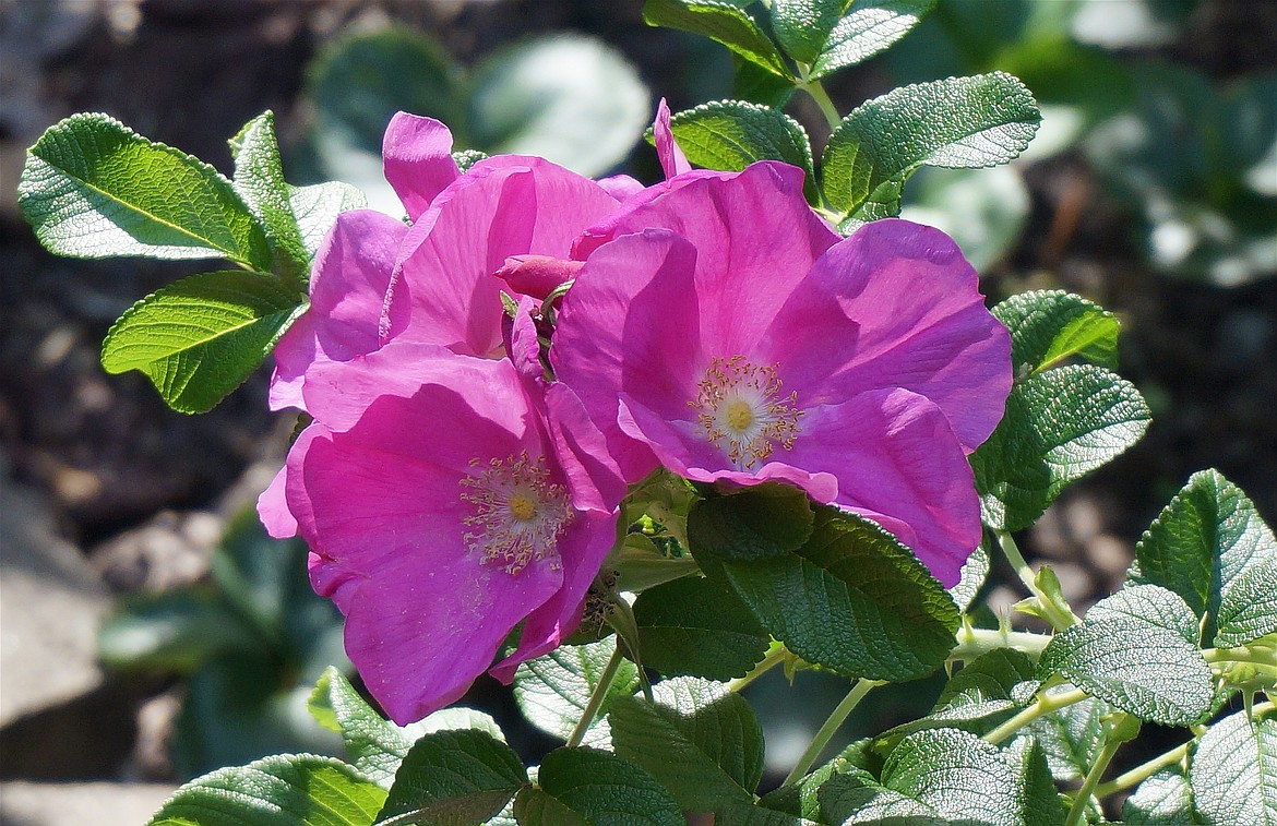 Choose roses hardy to North Idaho's climate, such as Grandifloras, Floribundas, Polyanthas, Shrubs, and Rugosas.