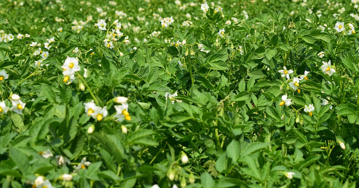 Potato prices up, sales down for first quarter 2023 Basin Business