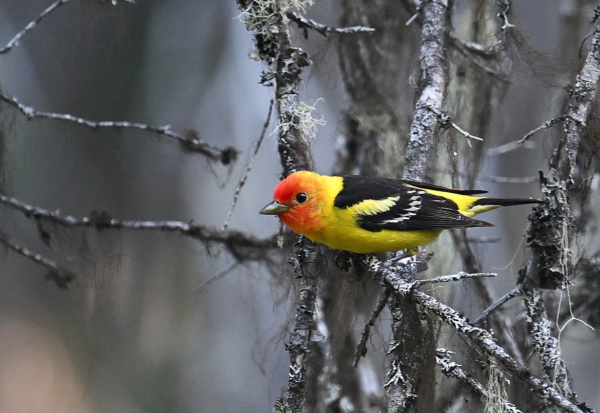 A male Western Tanager hunts the forest. (Chris Peterson photo)