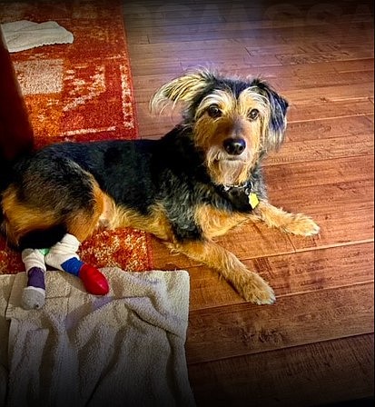 Noodles, a 7-year-old dachshund-schnauzer mix who was once paralyzed in his back legs, can now walk — and even give chase to the occasional squirrel or cat — thanks to the staff at WSU’s Veterinary Teaching Hospital.