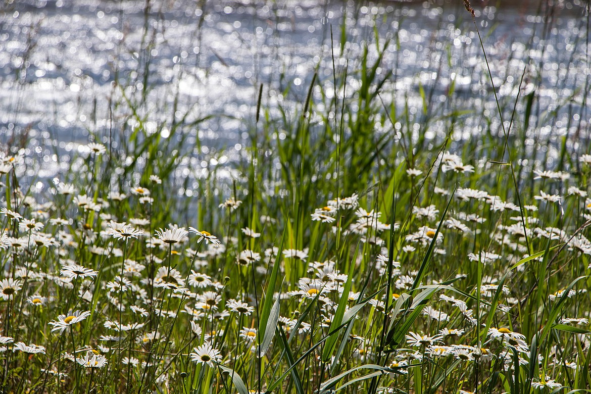 White flowers are seen along the bank of the Tobacco River in Eureka. (Kate Heston/Daily Inter Lake)