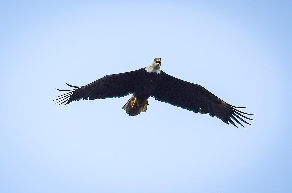 A bald eagle flies over Glacier Bank Park as the Glacier Range Riders face the Ogden Raptors on Wednesday, July 5. (Casey Kreider/Daily Inter Lake)