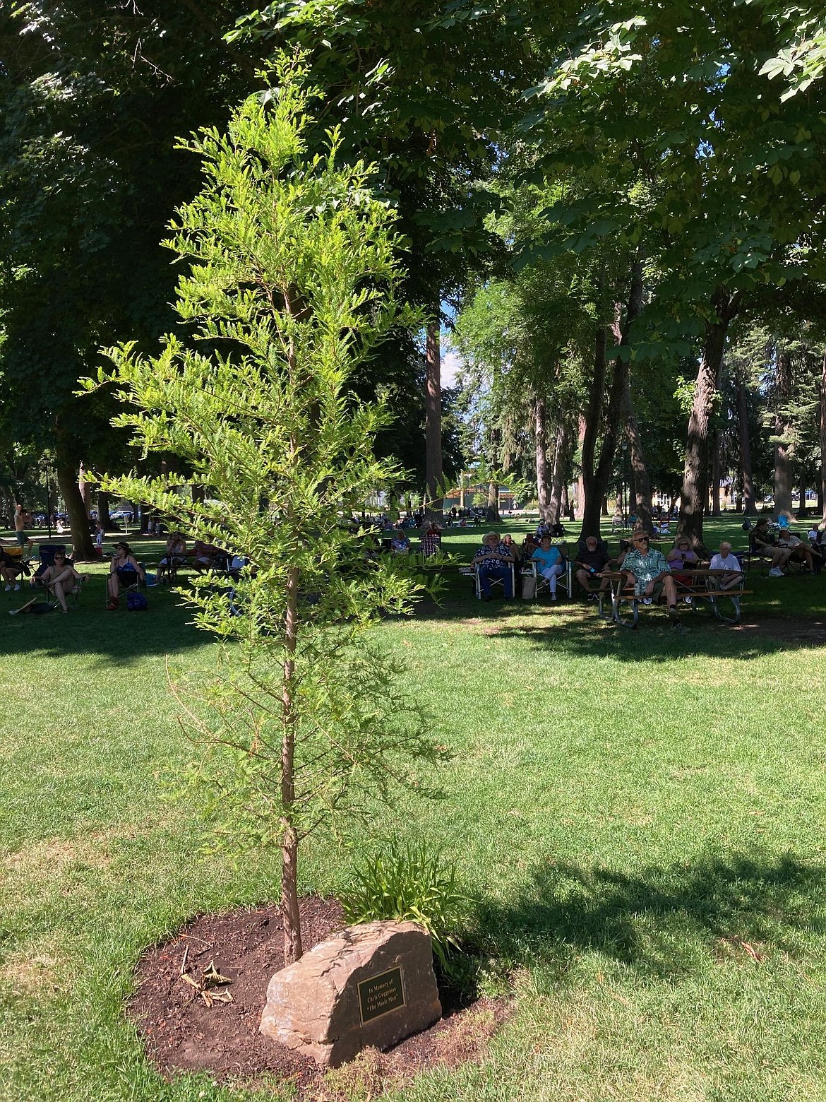 The seedling and stone monument planted at City Park in Chris Guggemos's honor.