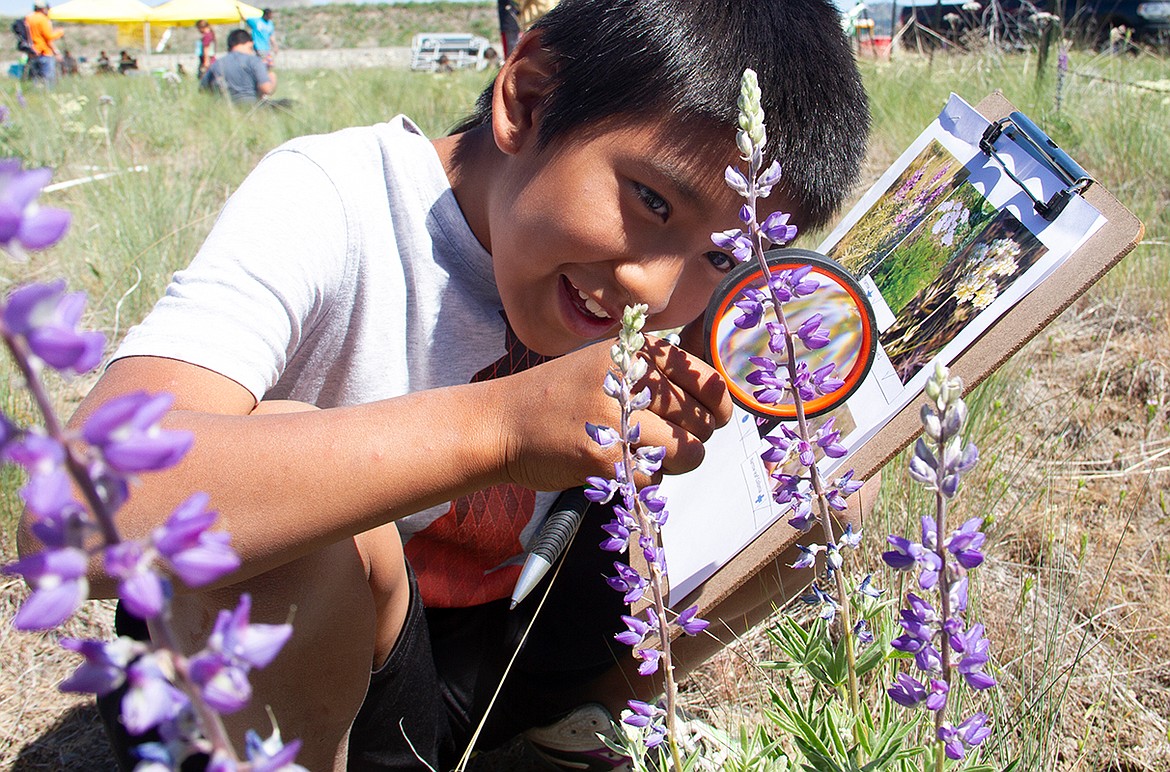 A boy examines a lupin growing on conserved land on the Confederated Tribes of the Colville Reservation. More than 300 students and Head Start preschoolers from Nespelem, Inchelium, Lake Roosevelt, and Keller schools visited the area of a former wildfire to disperse seed bombs containing native plants.