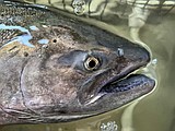 A look at chinook