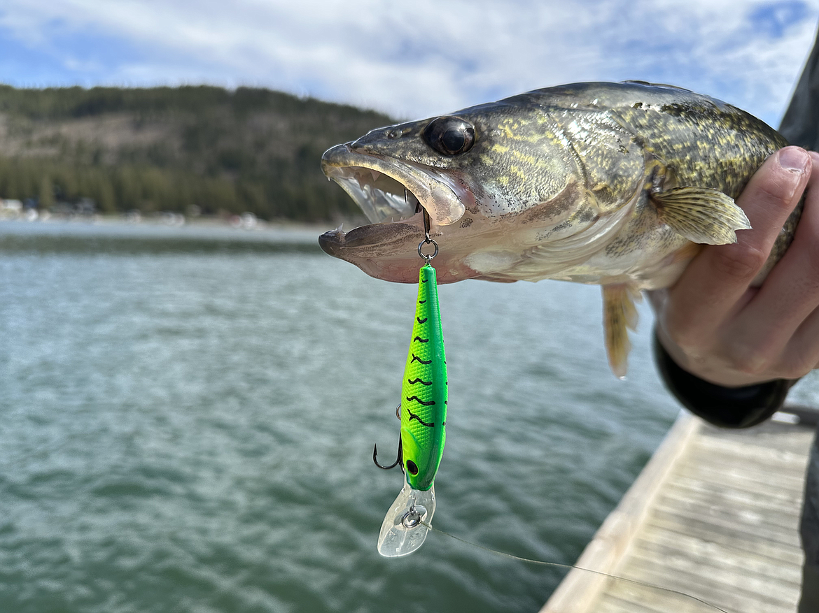 Walleye caught by a fisherman with a crankbait in Lake Pend Oreille.