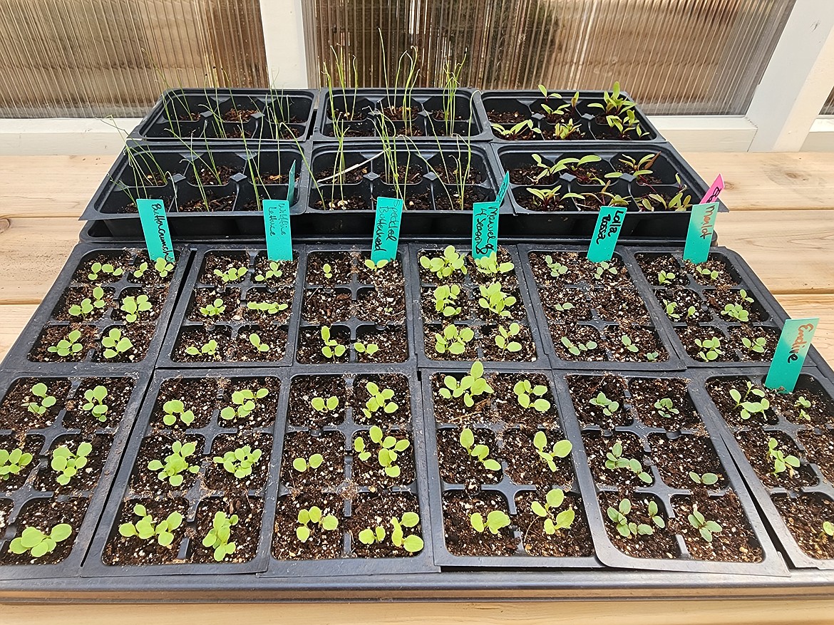 Cool-season crops started by mid-July will be ready to transplant into the garden by early August. These flats of lettuce, beets and bunching onions were started on July 7.