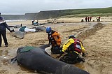 Pod of 55 pilot whales die after being stranded on a beach in Scotland