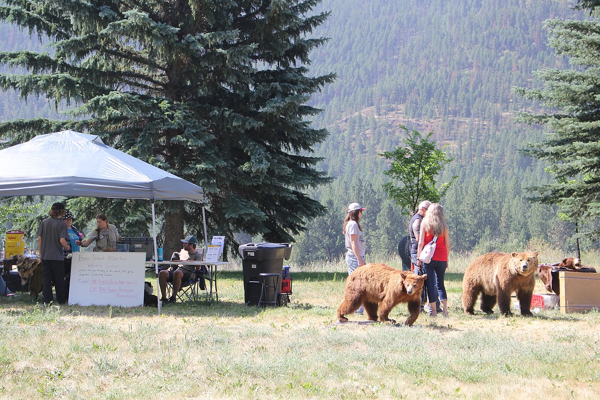 Black bears have made a home in Alberton so the local organization working to educate locals teamed up with Be Bear Aware and the Wind River Bear Institute for a 1-stop education on staying safe in bear country. (Monte Turner/Mineral Independent)