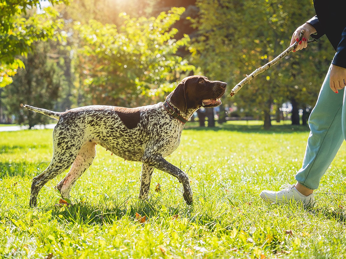 managing-compulsive-disorders-in-dogs-and-cats-coeur-d-alene-press