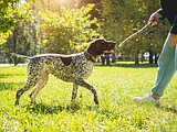Managing compulsive disorders in dogs and cats