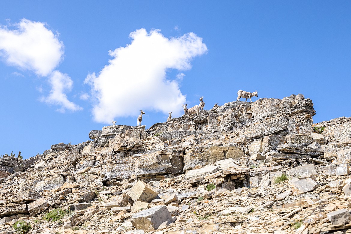 Bighorn sheep along the climbers’ trail to Triple Divide’s summit. (JP Edge photo)