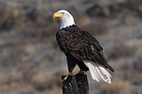 Newhouse sets up workgroup to review Endangered Species Act
