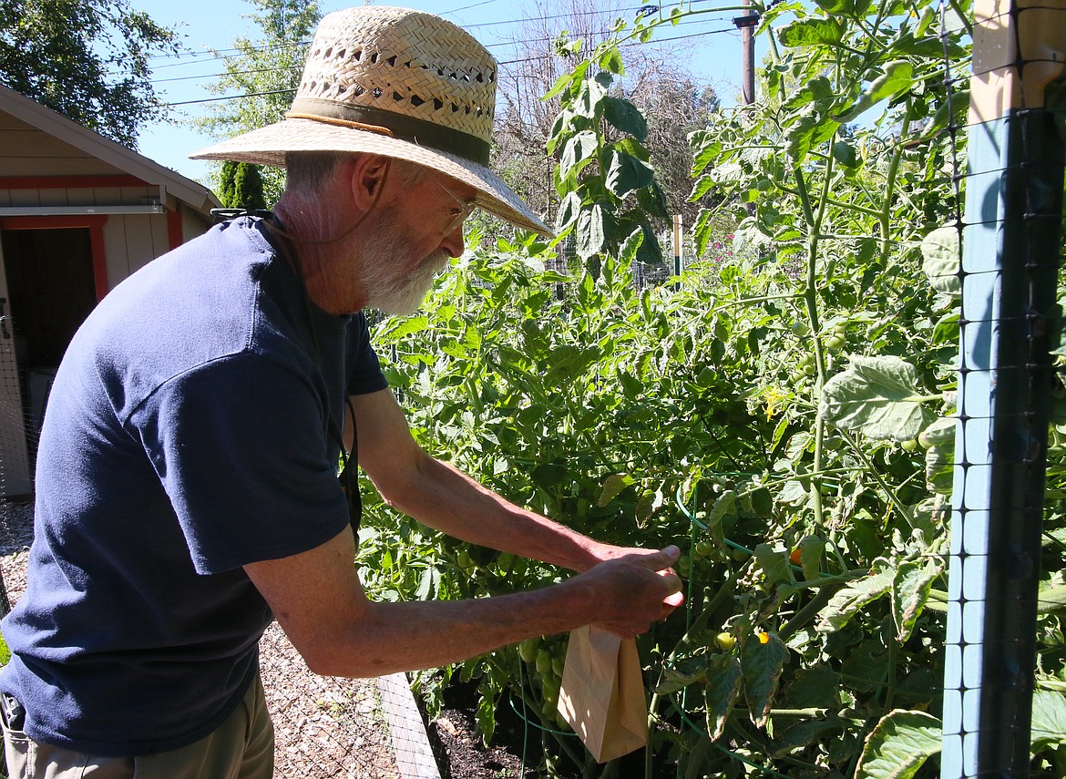 Plot coordinator Michael Lee on Tuesday morning plucks cherry tomatoes from his Shared Harvest Community Garden plot to be donated to Father Bill's Kitchen.