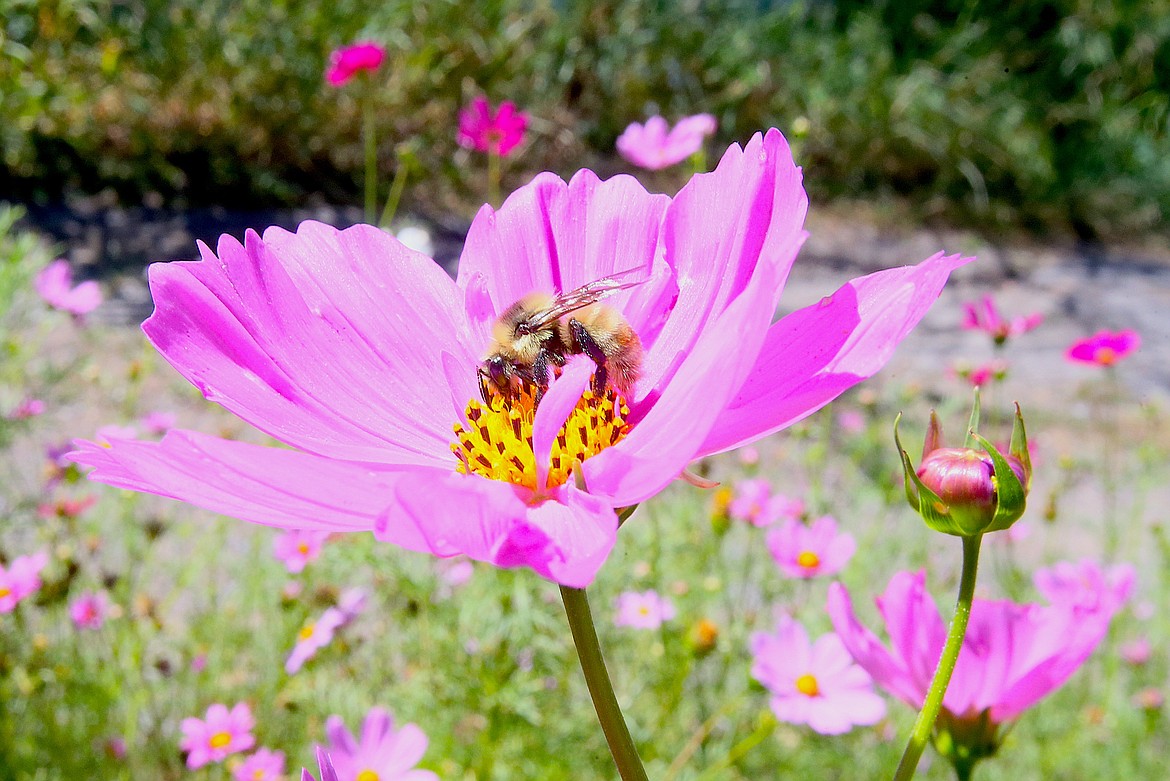 A honeybee enjoys a stop at a magenta cosmo Tuesday morning in the Shared Harvest Community Garden in Coeur d'Alene.