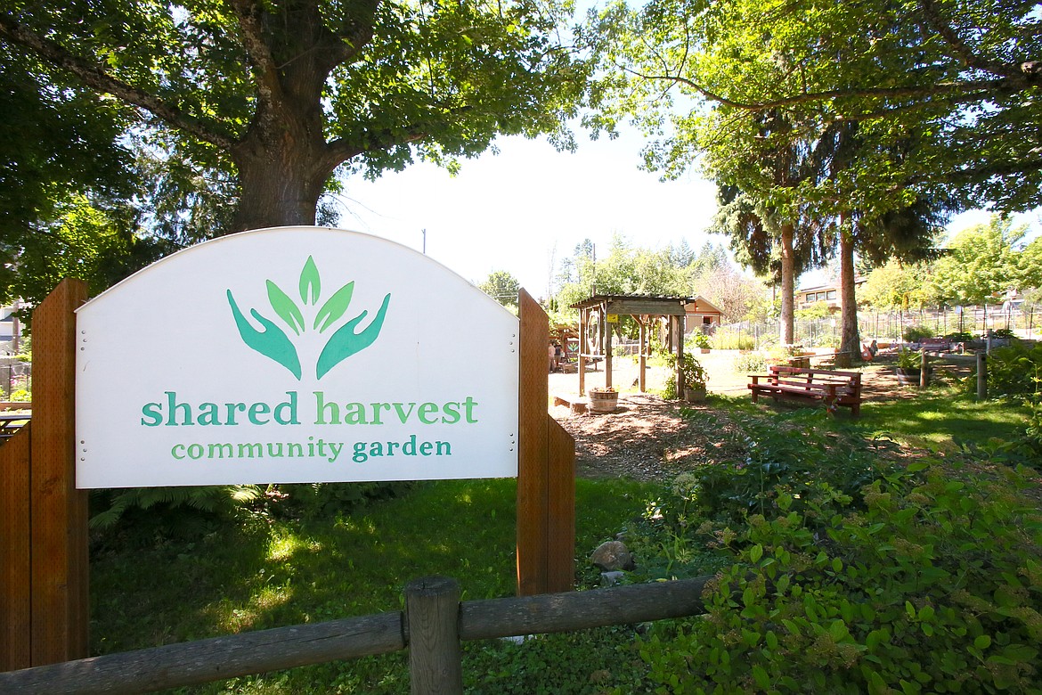 Shared Harvest Community Garden at 1009 E. Foster Ave., Coeur d'Alene will be illuminated with thousands of lights for the annual Dinner Under the Stars event Aug. 19.