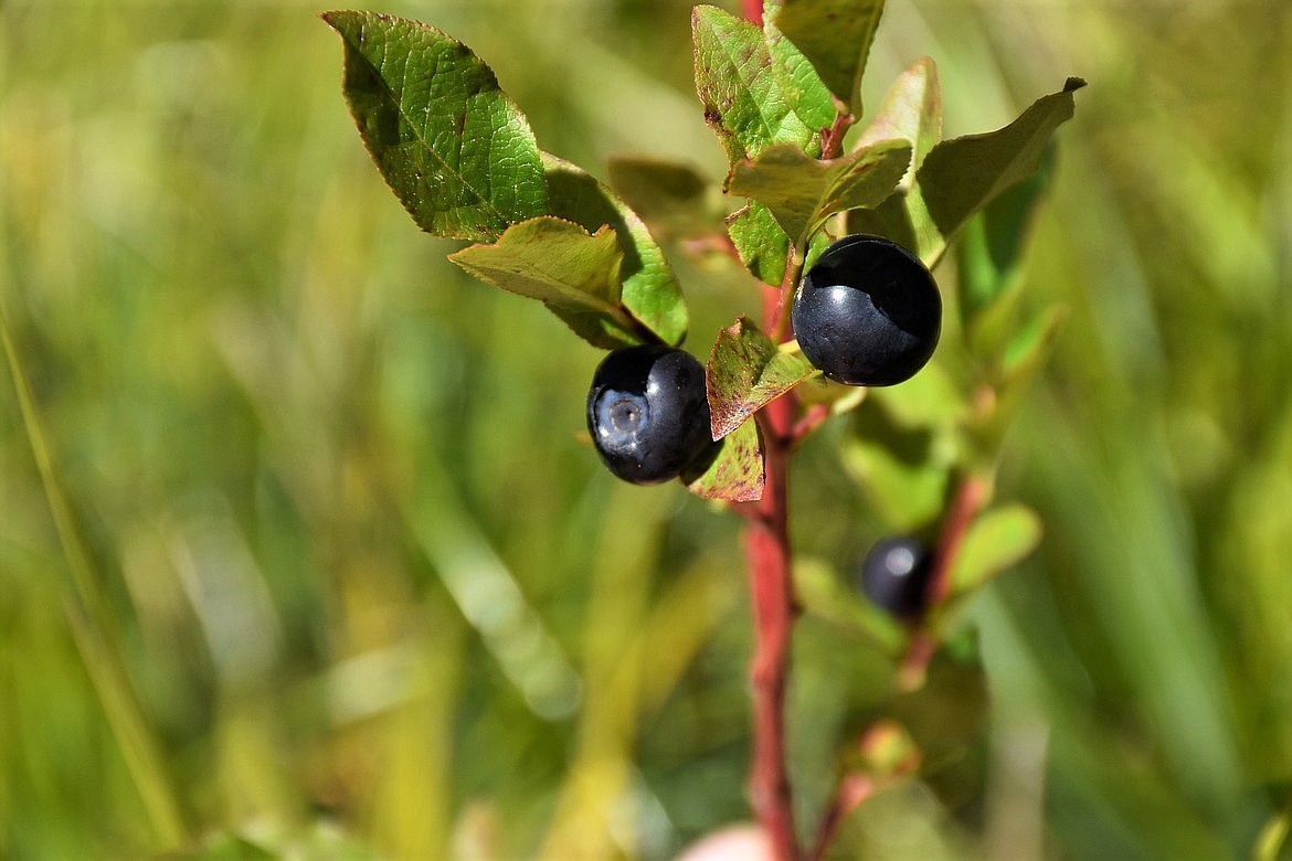 Lost huckleberry picker found on Tuesday Bonners Ferry Herald