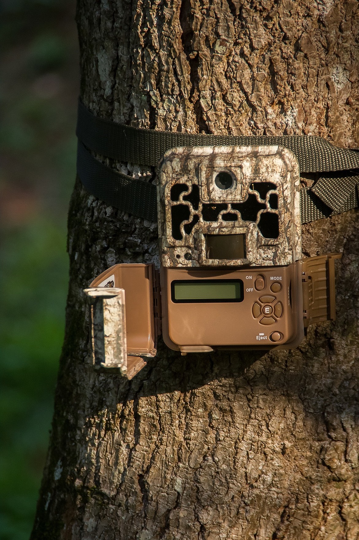 This stock image shows a trail camera strapped to a tree.