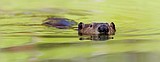 NASA scopes out Idaho beavers