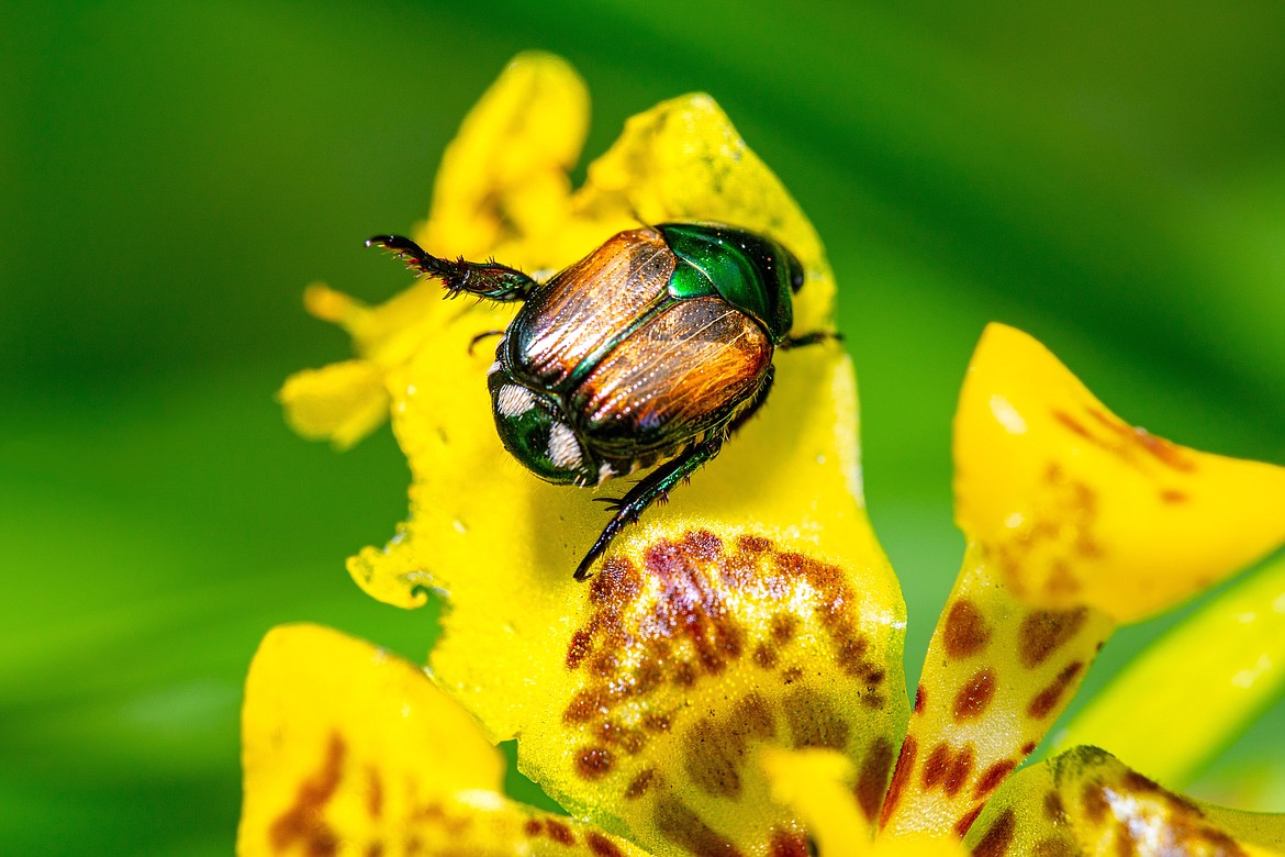 Japanese beetles like the one pictured here are an invasive species. While their exoskeletons may have a beautiful array of colors, they can be damaging to local vegetation and are a concern for agriculture in Washington.