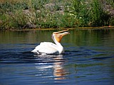 Plight of the pelicans